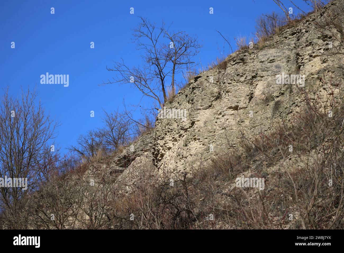 Un Bush si trova proprio sul bordo di una roccia Foto Stock