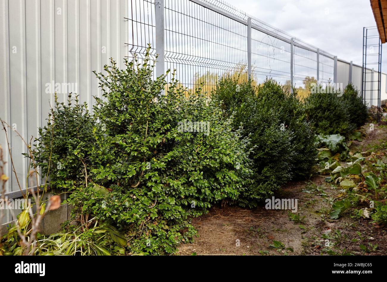 Primo piano di bosso sempreverde nel giardino. Parete in bosso in condizioni naturali. Cognome Buxaceae, nome scientifico Buxus. Messa a fuoco selettiva Foto Stock