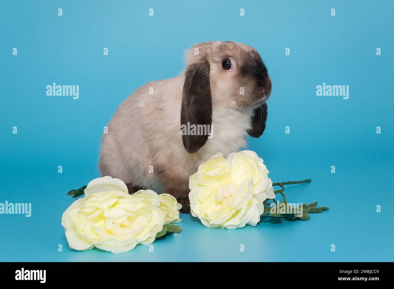 RAM di coniglio pieghevole nei colori siamesi e fiori su sfondo blu Foto Stock