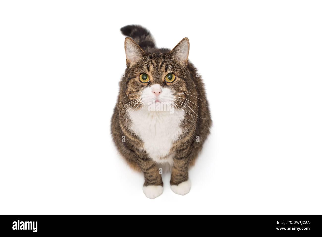 Il gatto grigio a righe si siede e guarda in alto, isolato su uno sfondo bianco Foto Stock