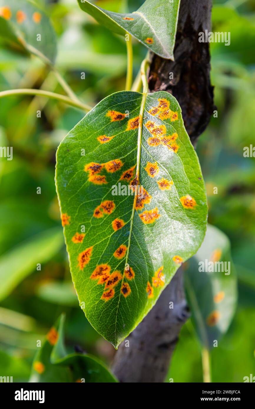 Foglie di pera con infestazione da ruggine di pera. Foto Stock