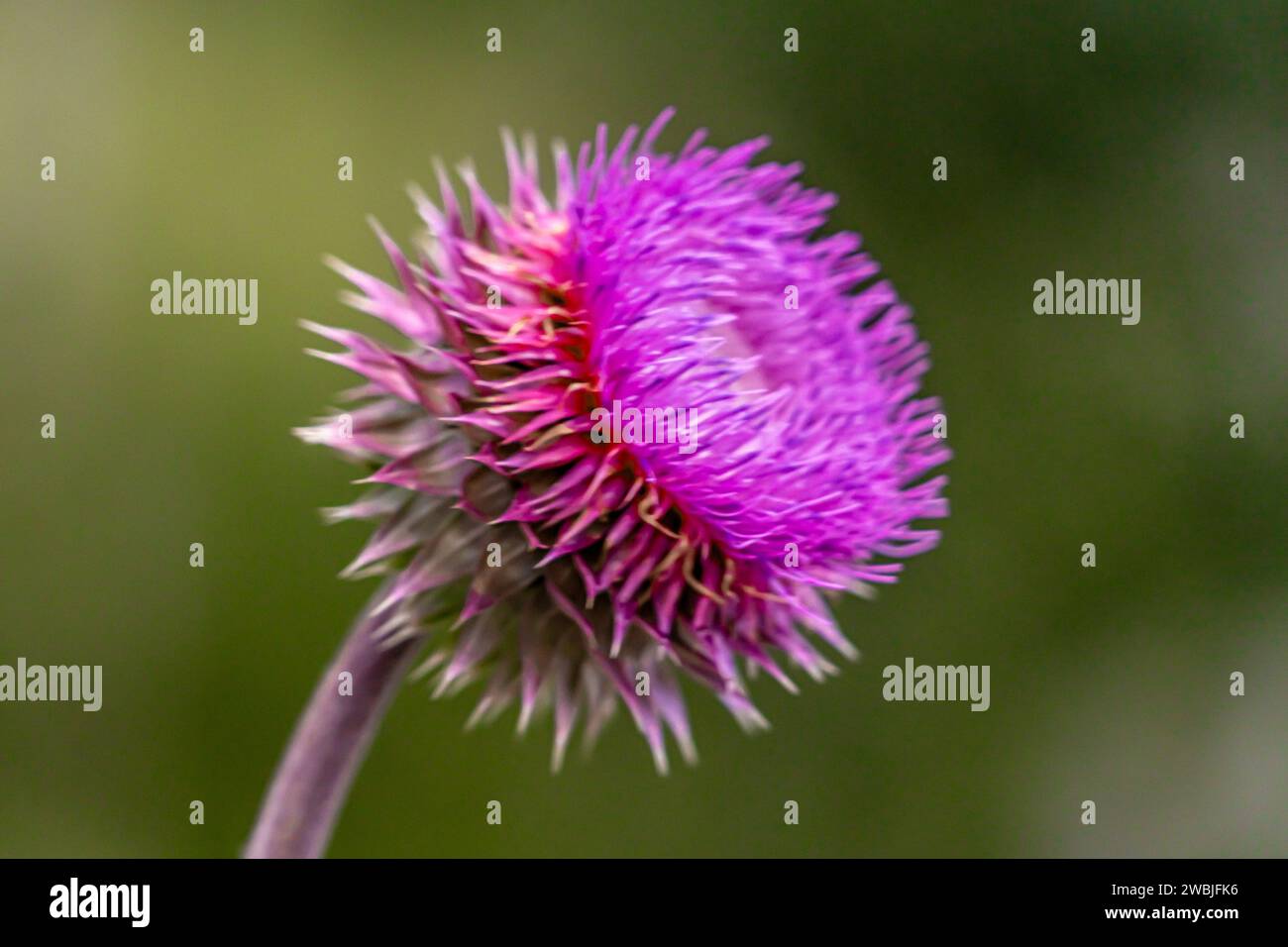 Un vibrante fiore viola in piena fioritura Foto Stock