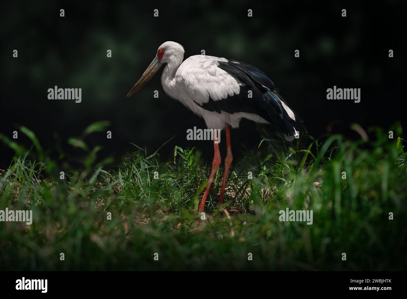 Uccello cicogna Maguari (Ciconia maguari) Foto Stock