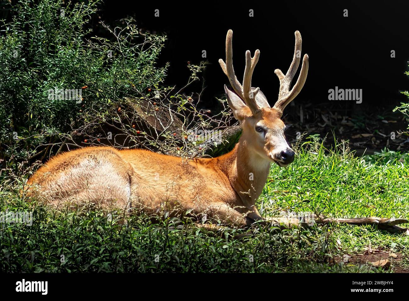 Cervo paludoso con Antlers in velluto (Cervus elaphus) Foto Stock