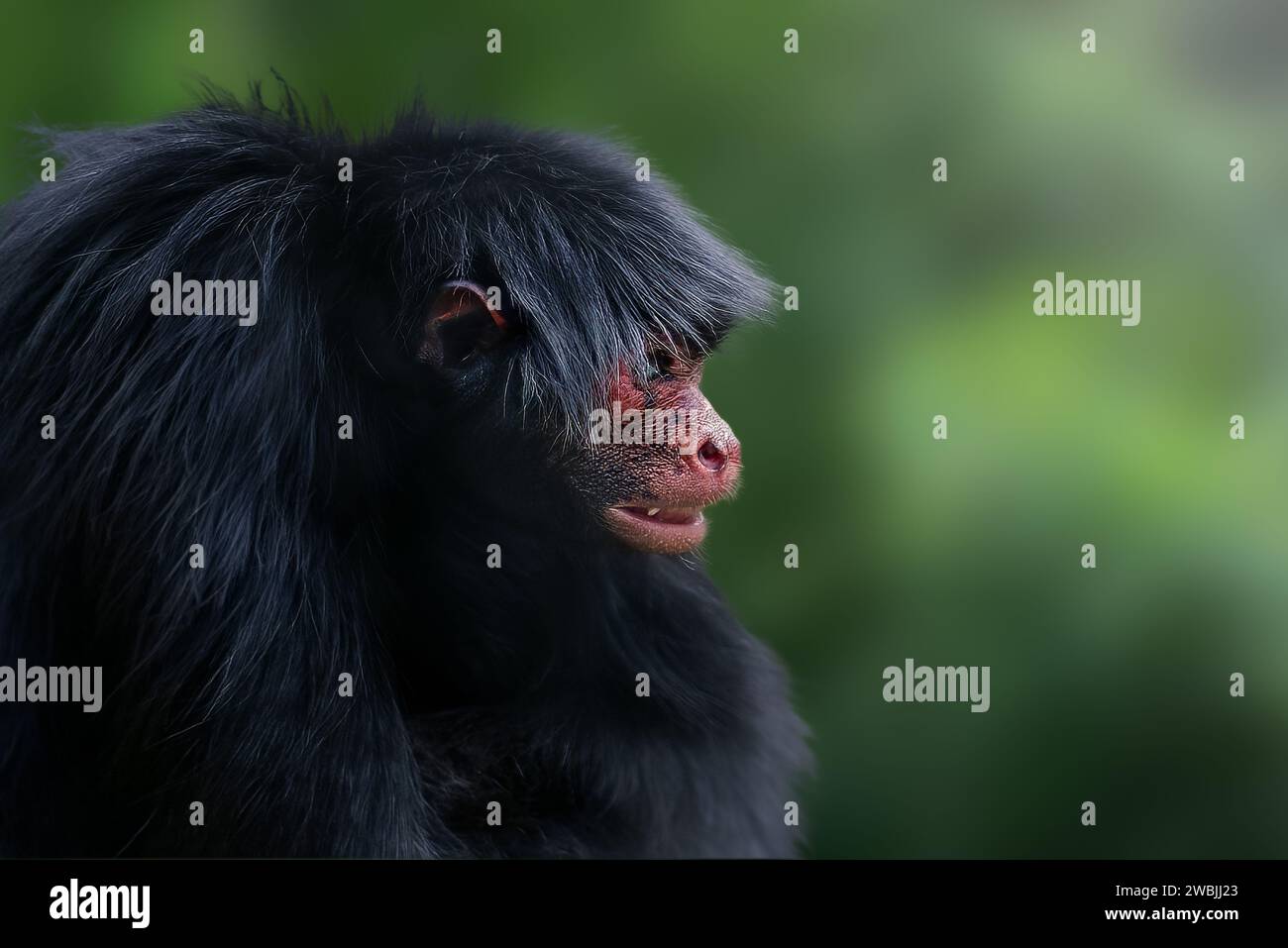 Scimmia Ragno dalla faccia rossa (Ateles paniscus) Foto Stock