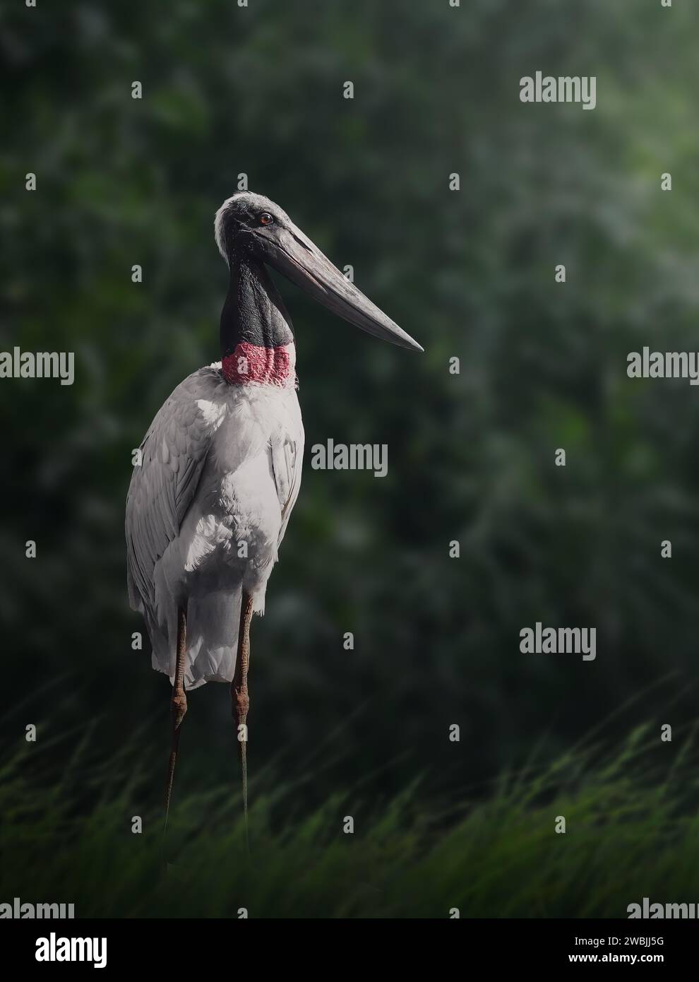 Uccello cicogna Jabiru (micteri Jabiru) Foto Stock