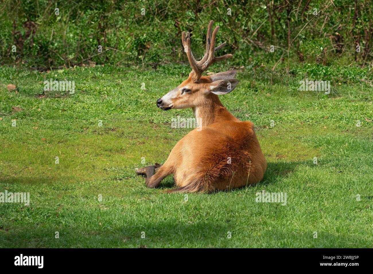 Cervo paludoso con Antlers in velluto (Cervus elaphus) Foto Stock