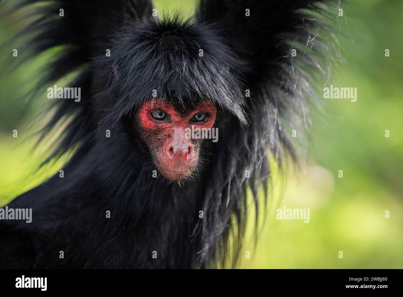 Scimmia Ragno dalla faccia rossa (Ateles paniscus) Foto Stock
