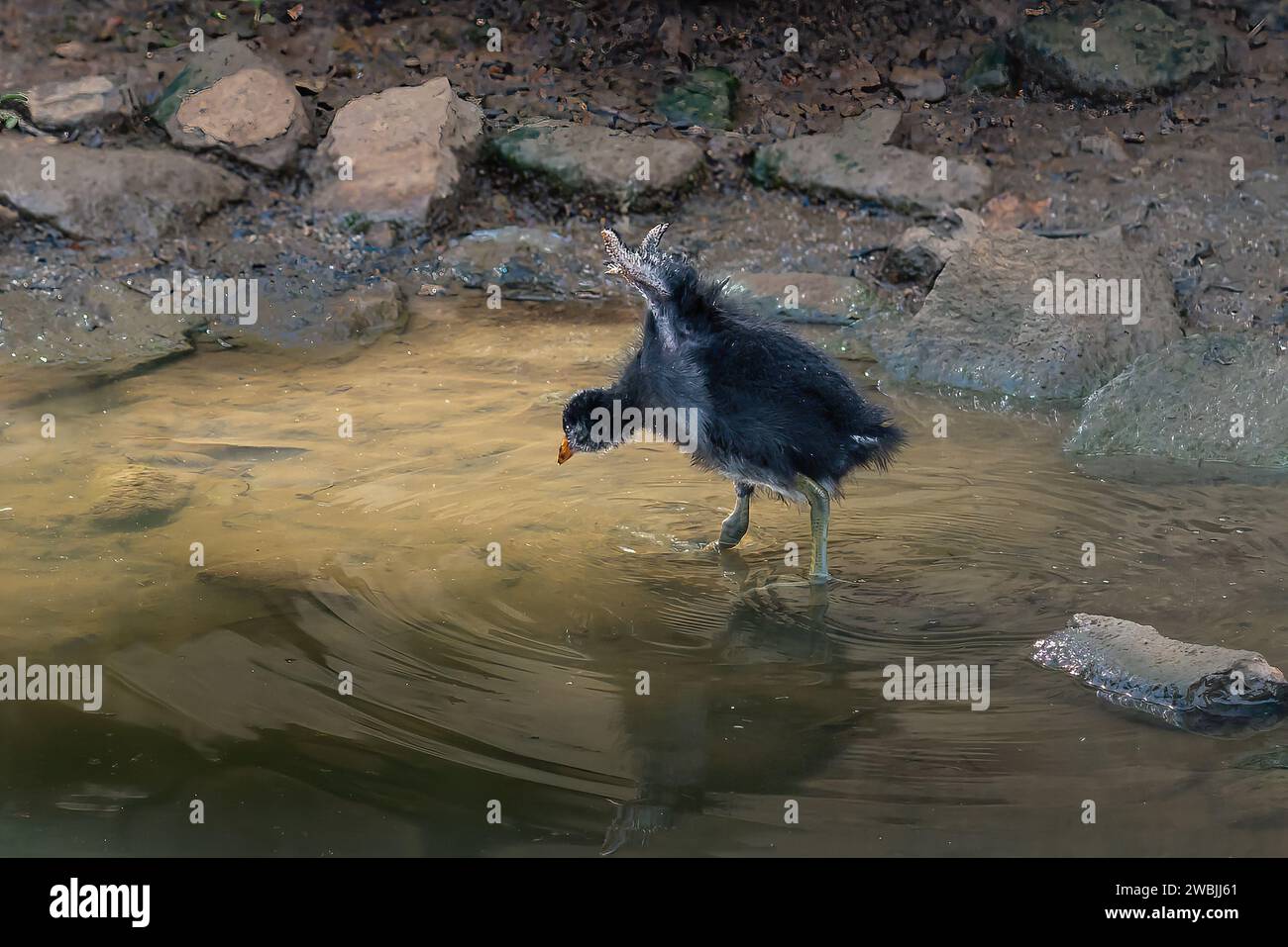 Uccello della gallina (Gallinula galeata) Foto Stock