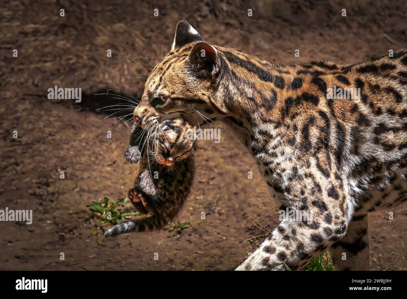 Madre Ocelot che porta il bambino sulla bocca (Leopardus pardalis) Foto Stock