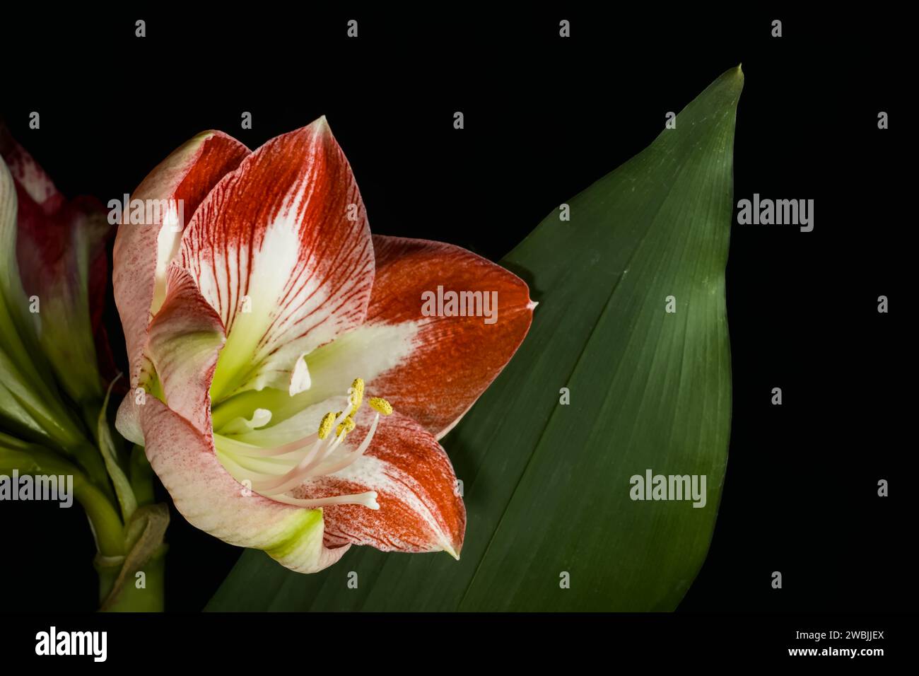 Un unico fiore di colore rosso e bianco di un amaryllis accanto a una foglia verde e uno sfondo nero Foto Stock