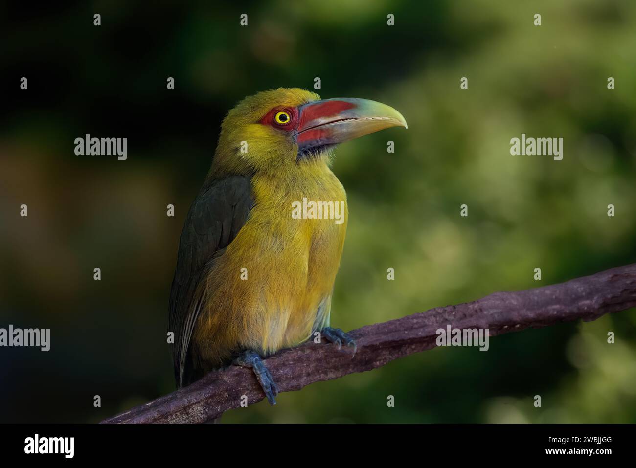 Zafferano Tucanet (Pteroglossus bailloni) Foto Stock