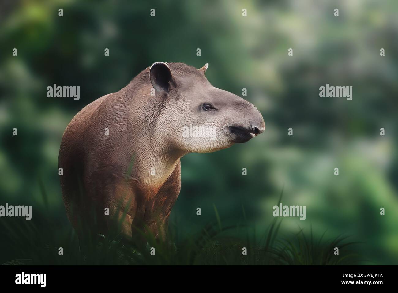 Tapir di pianura (Tapirus terrestris) o tapir sudamericano Foto Stock