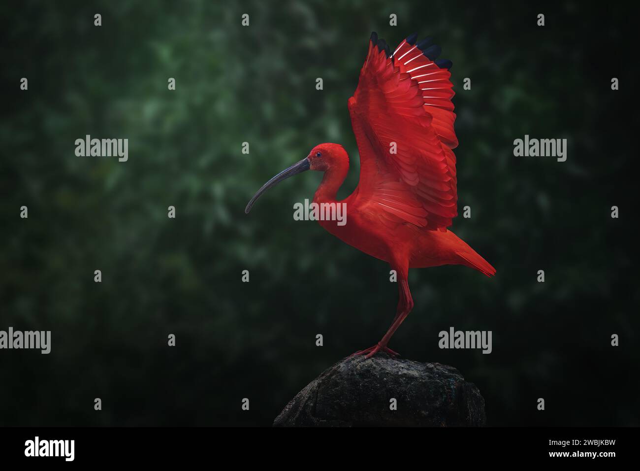 Scarlet Ibis (Ruber Eudocimus) con ali aperte Foto Stock