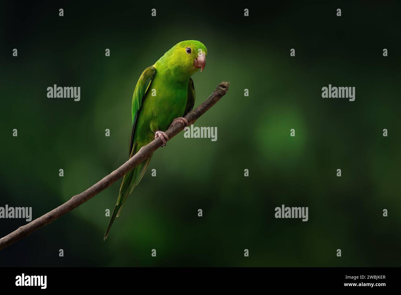 Uccello di Parakeet (Brotogeris tirica) Foto Stock
