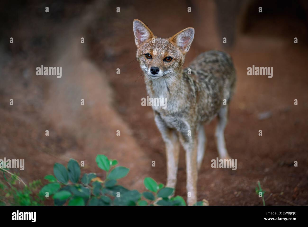 Pampas Fox (Lycalopex gymnocercus) - canide sudamericano Foto Stock