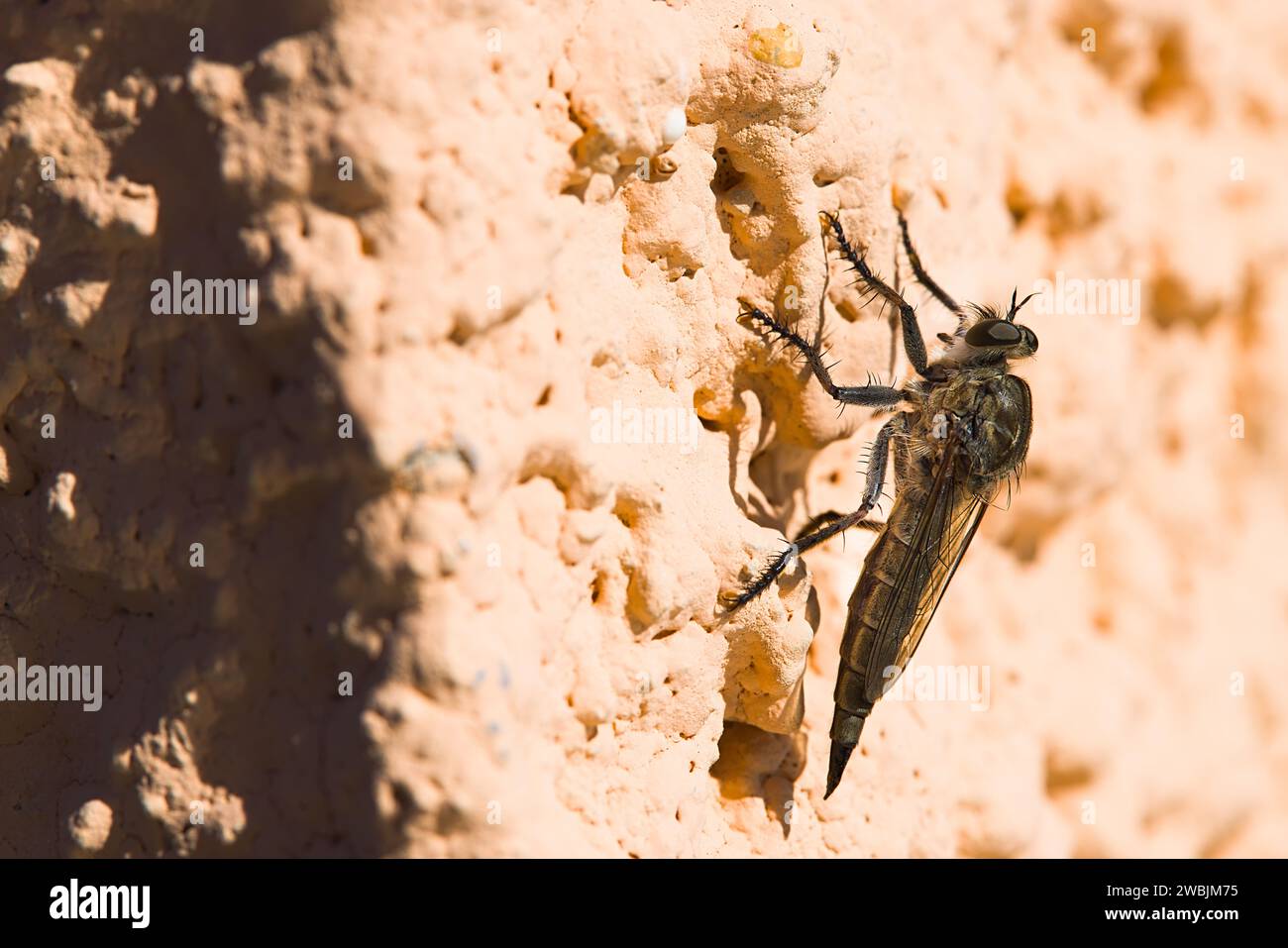 In Sardegna, un Machimus atricapillus poggia su un muro intonacato, il suo preciso momento congelato mentre cattura una vespa a metà volo. Un'istantanea degli intens della natura Foto Stock