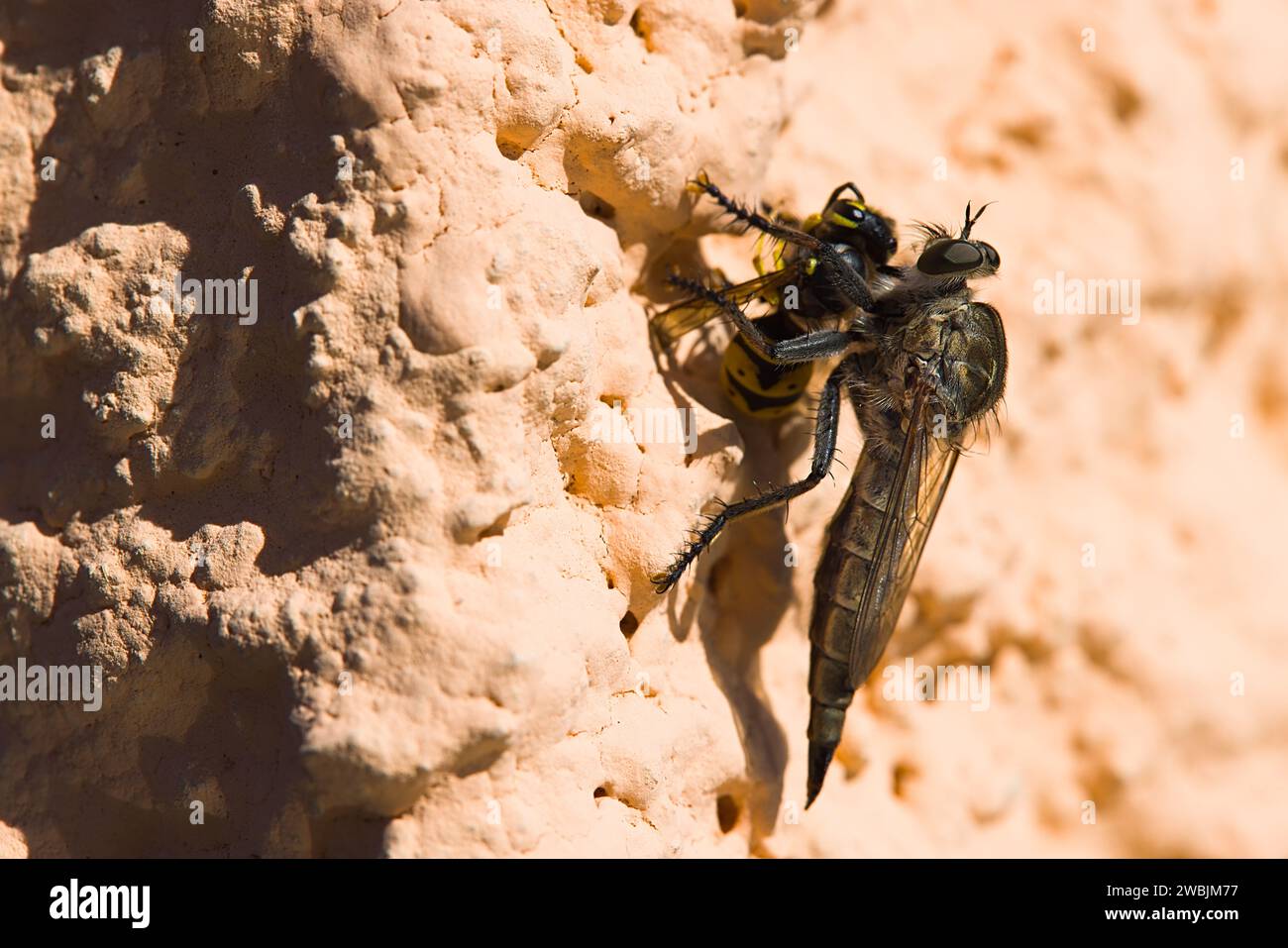 In Sardegna, un Machimus atricapillus poggia su un muro intonacato, il suo preciso momento congelato mentre cattura una vespa a metà volo. Un'istantanea degli intens della natura Foto Stock