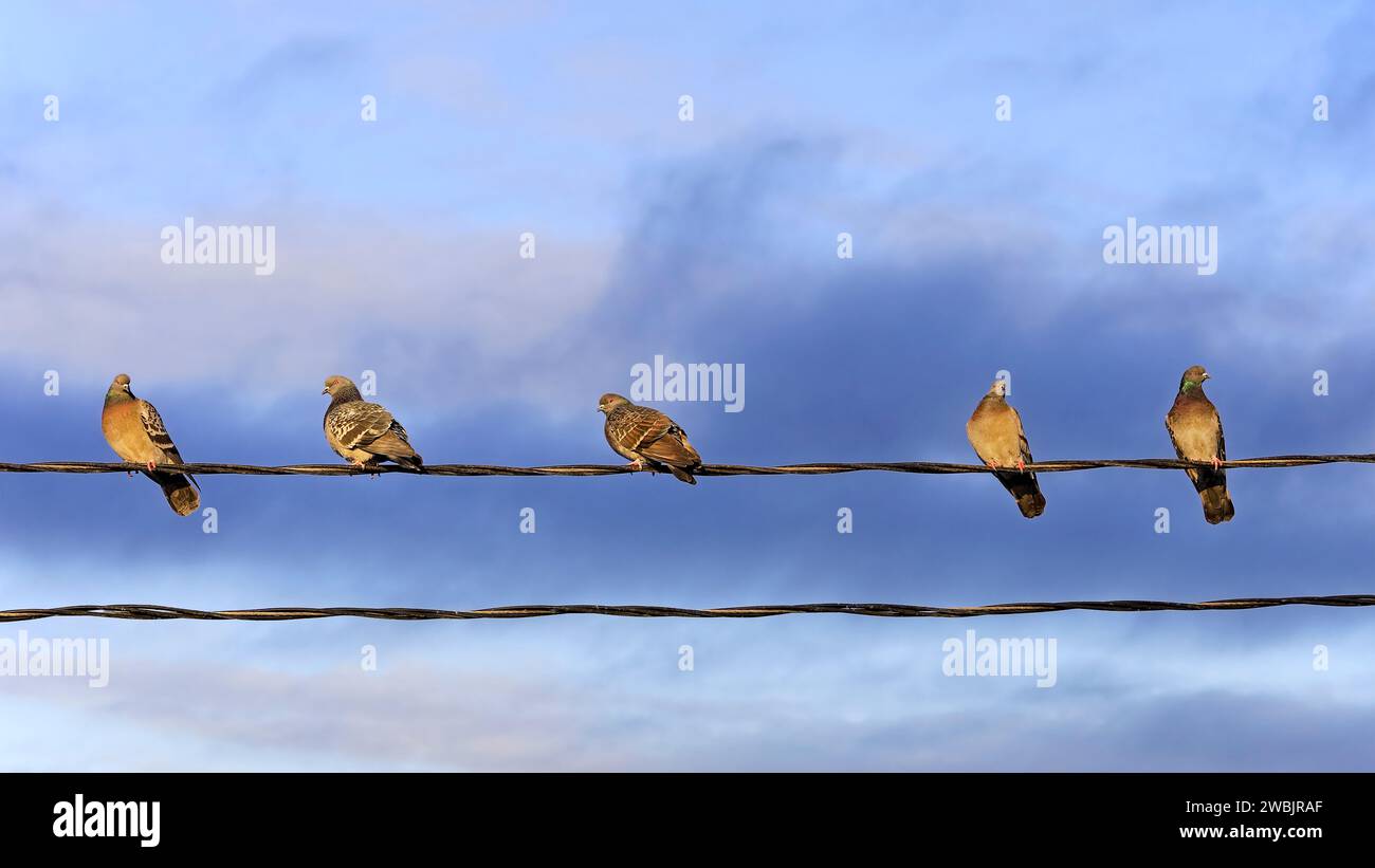 Cinque piccioni domestici, Columba livia, arroccati su un filo, sfondo blu pastello dorato. Foto Stock