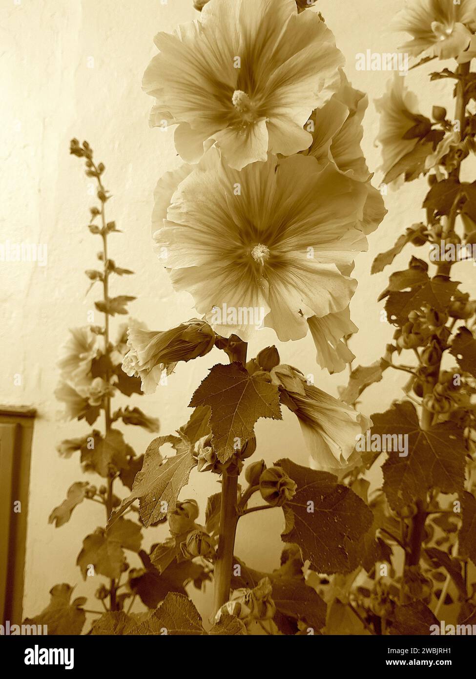 Fotografia a tinta seppia di hollyhocks in fiore. Foto Stock