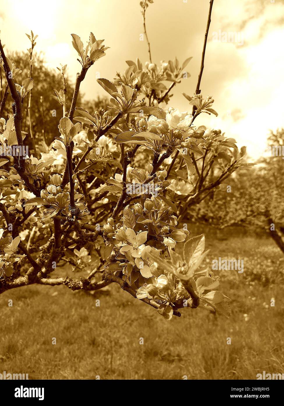 Foto di seppia in fiore in un frutteto. Foto Stock