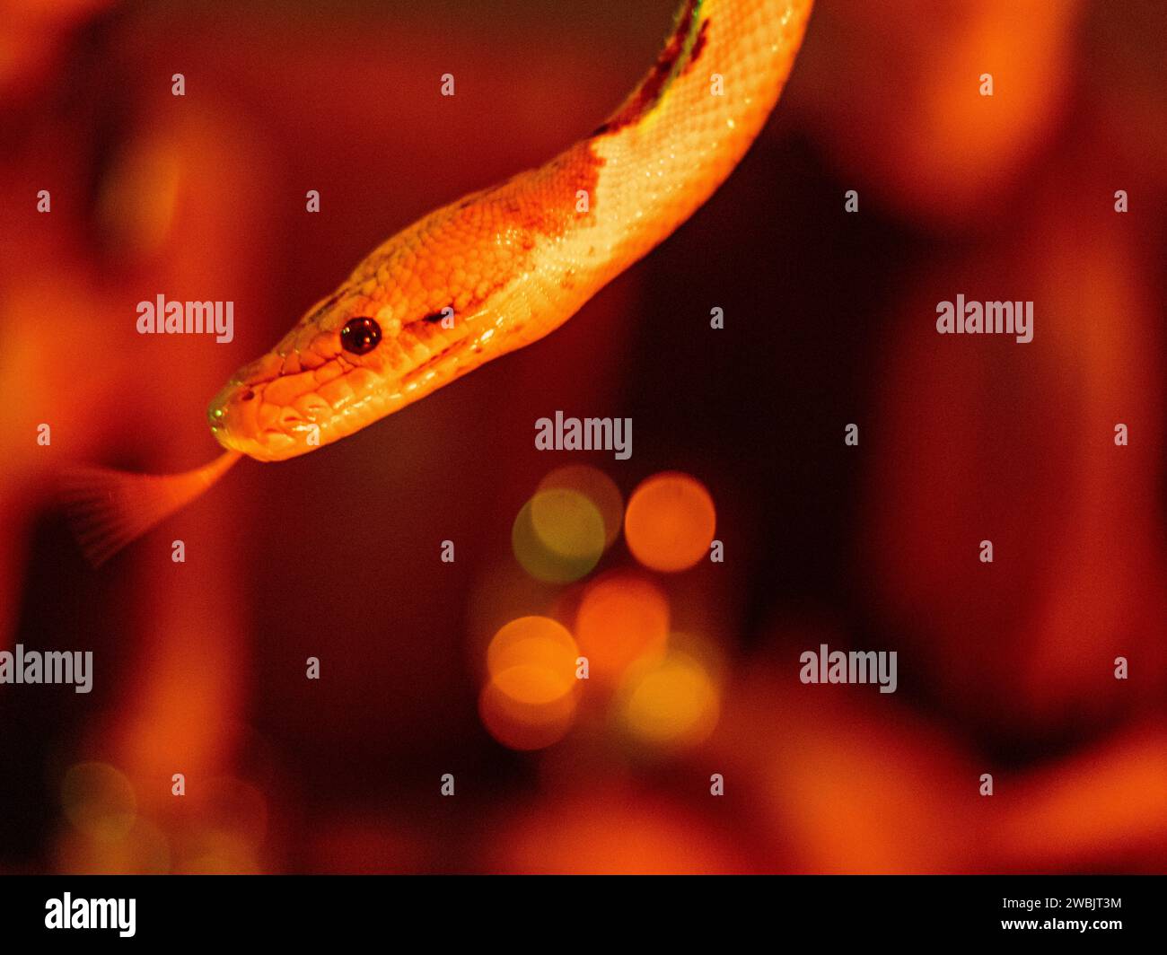Un primo piano di un Ball Python Foto Stock