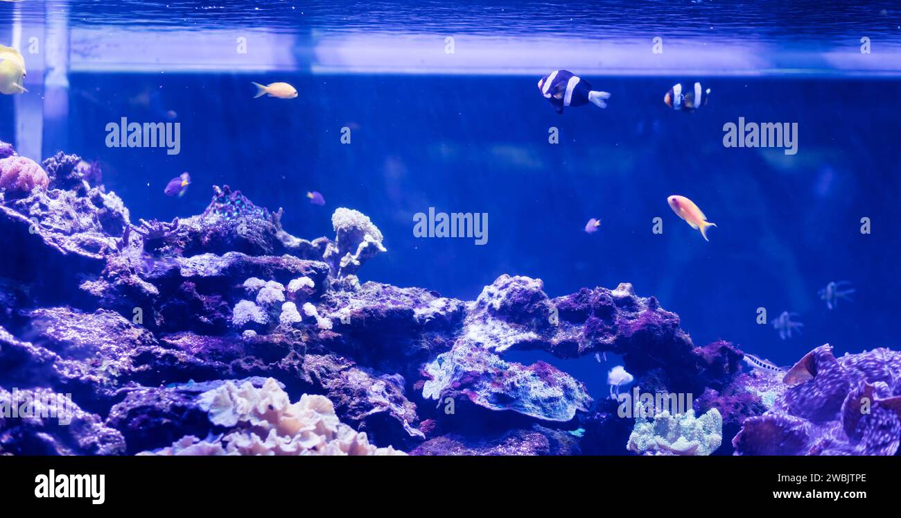 Colorato e vivace acquario con barriere coralline e pesci Foto Stock