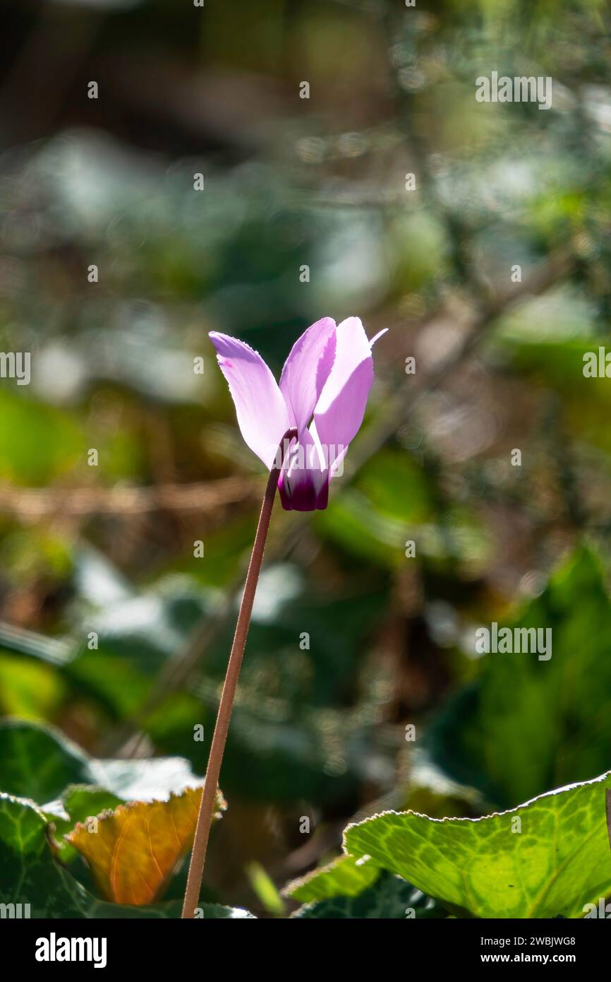 I fiori di ciclamino selvatico rosa si avvicinano in un ambiente naturale su uno sfondo sfocato Foto Stock
