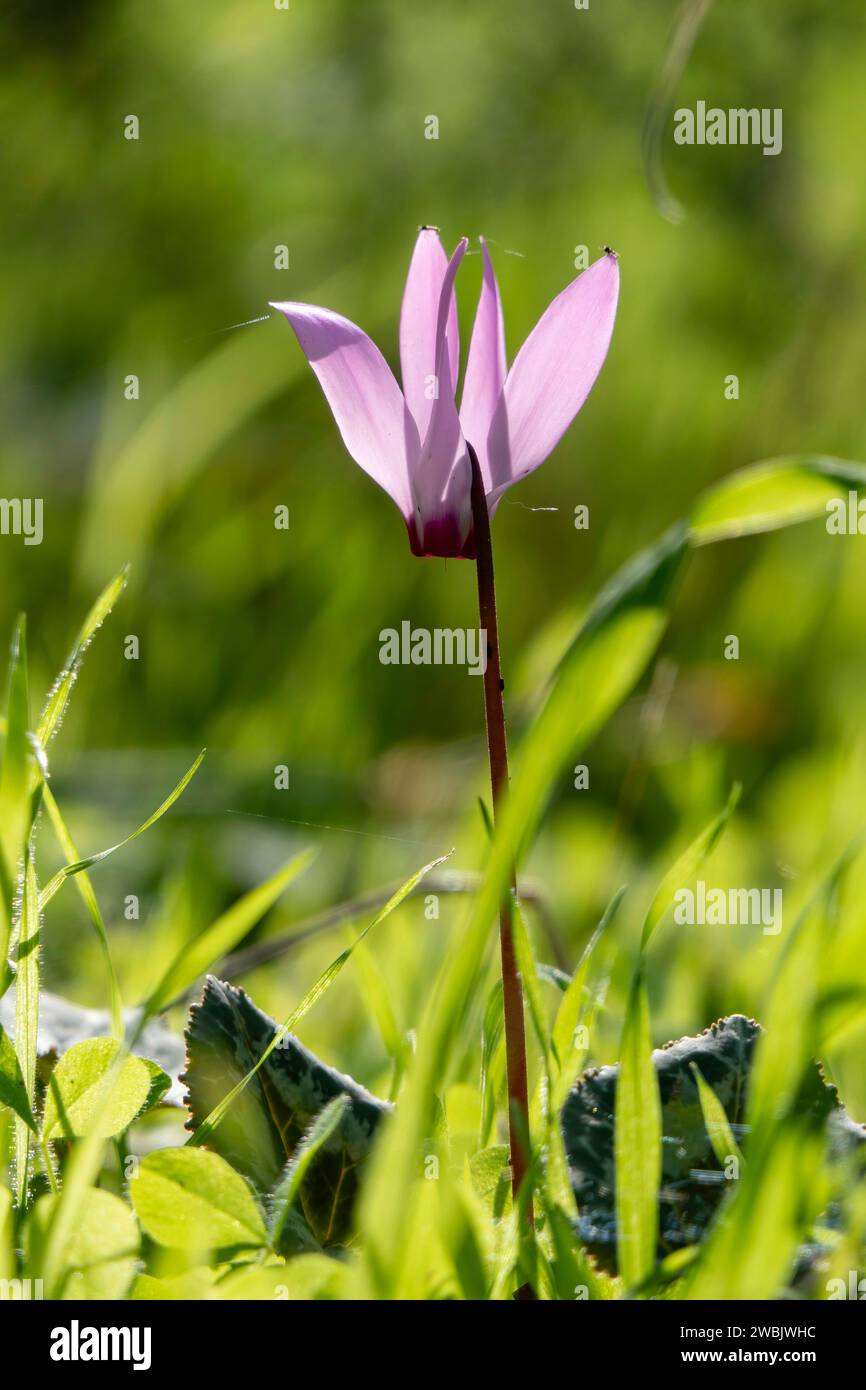 I fiori di ciclamino selvatico rosa si avvicinano in un ambiente naturale su uno sfondo sfocato Foto Stock