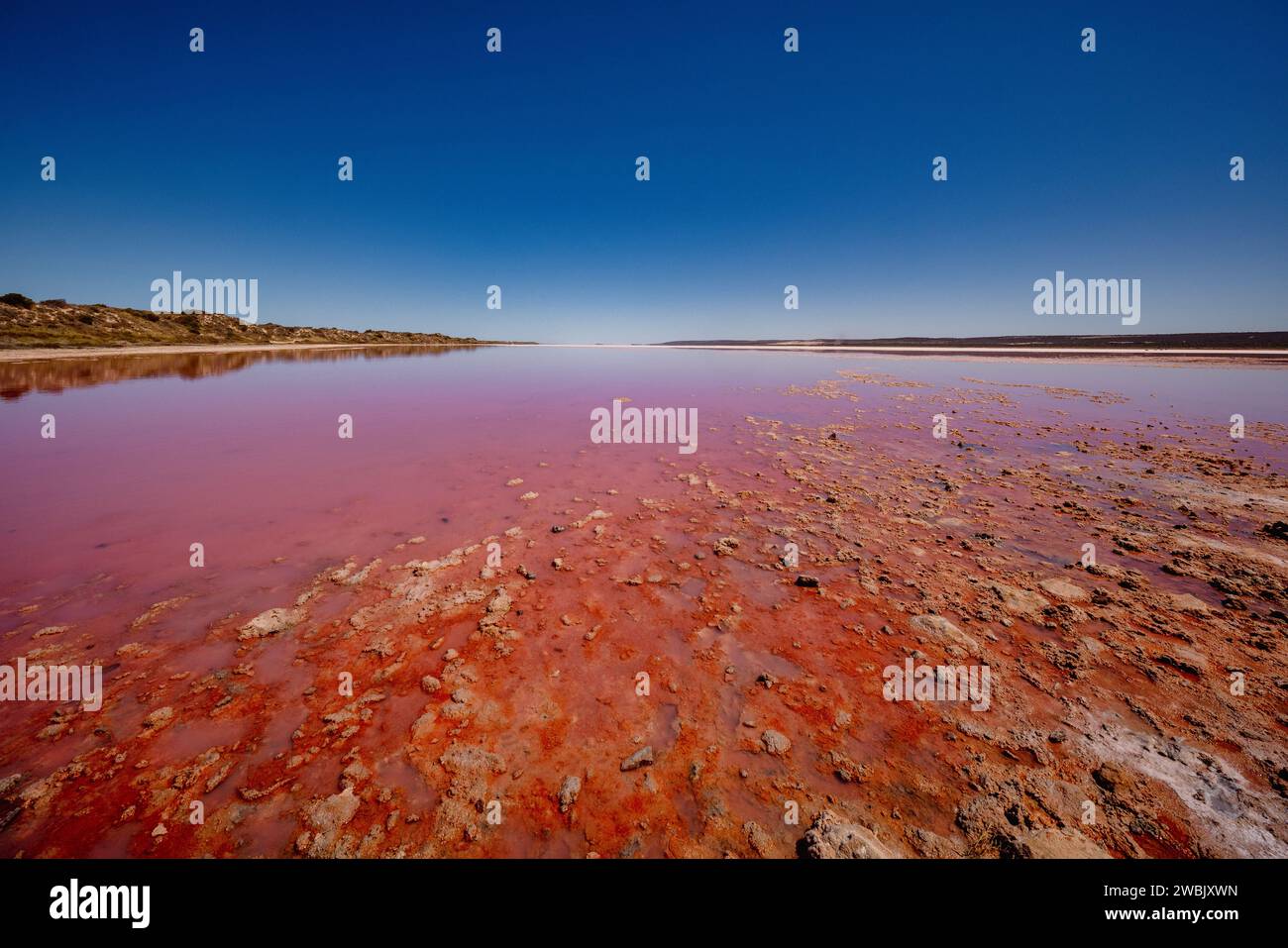 Una vista mozzafiato di un vasto corpo d'acqua dalle sfumature rosa, circondato da un aspro paesaggio roccioso, sotto un cielo blu chiaro e vibrante nell'Australia Occidentale Foto Stock