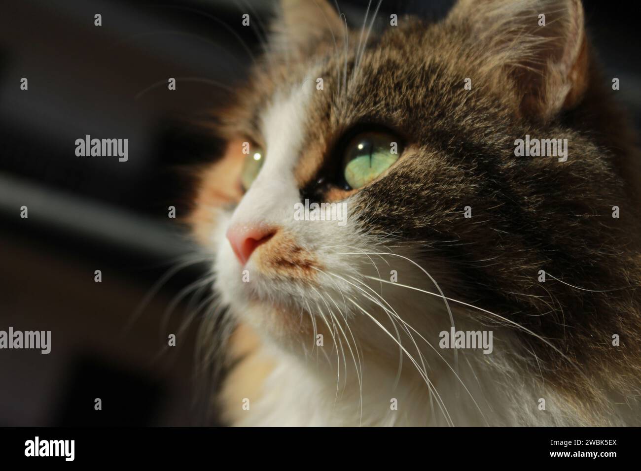 Il sole nascente sul pianeta dei gatti. Foto Stock