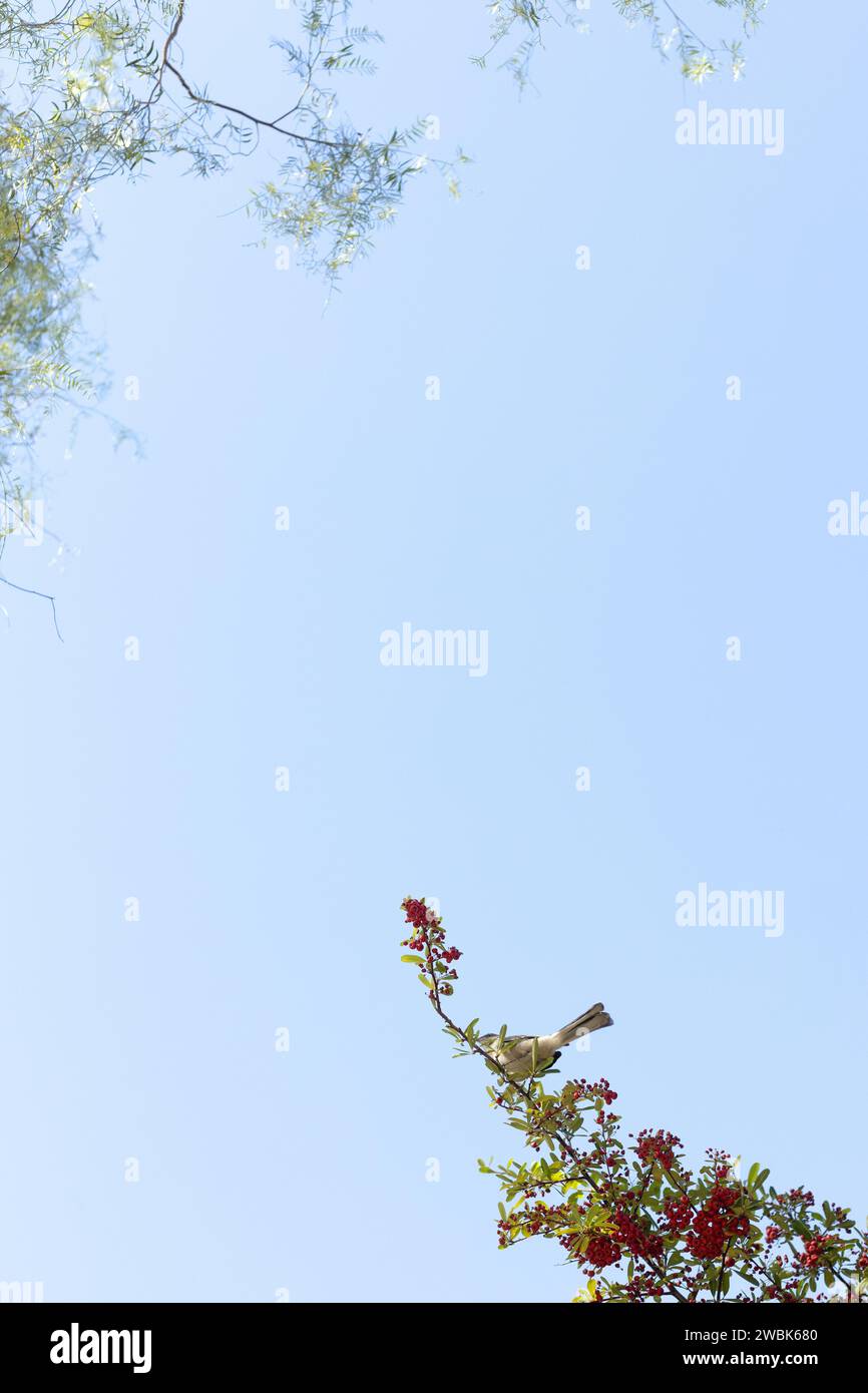 Un uccello sulla punta di un ramo di un albero contro un cielo blu. Foto Stock