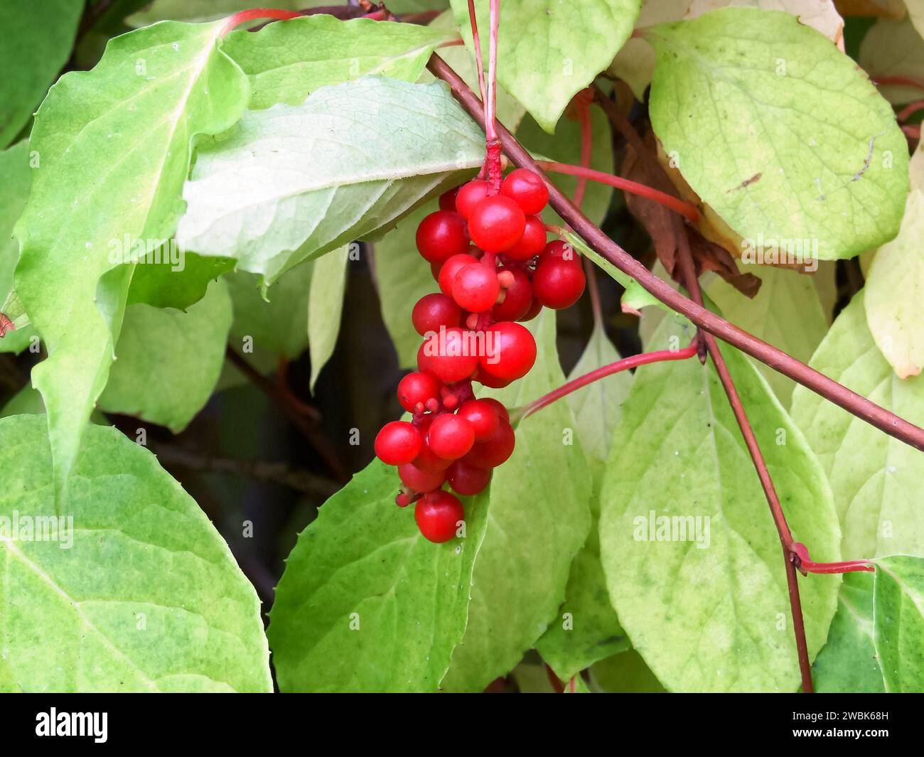 Vite cinese Magnolia, Schisandra chinensis. Ramificare la citronella di bacche. Il concetto di piante medicinali. Foto Stock