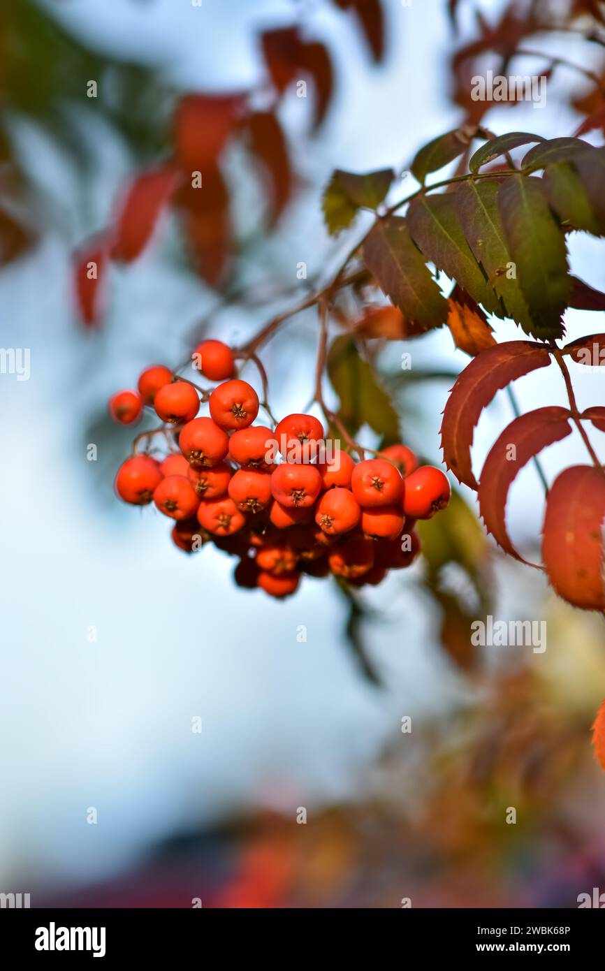 Rowan su una filiale. rowan rosso. Bacche di Rowan su albero di rowan. Sorbus aucuparia. Foto Stock