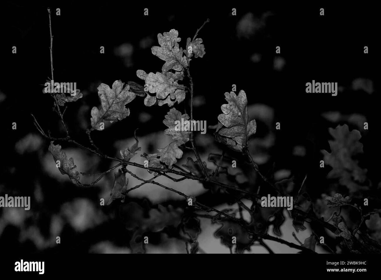Foglie morte scolorite in inverno su un albero di quercia, bassa profondità di campo, bellissimo bokeh morbido, bianco e nero Foto Stock