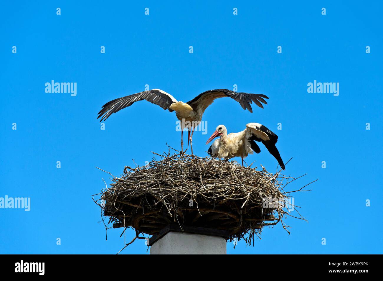 Cicogna bianca (Ciconia ciconia) cura delle covate, uccello adulto al nido su un camino, Rust, Burgenland, Austria Foto Stock