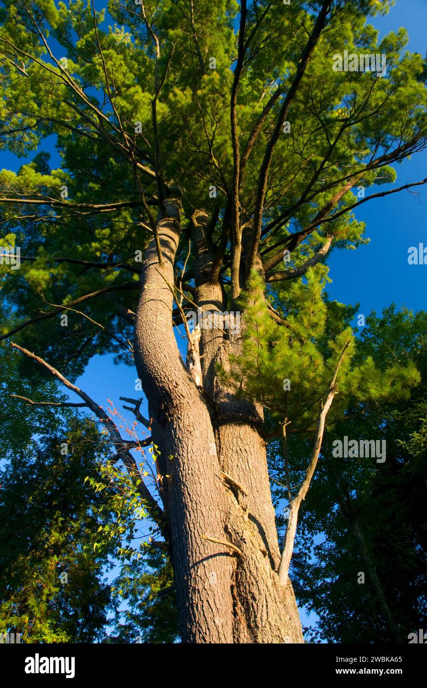 Pino bianco, Bangor City Forest, Bangor, Maine Foto Stock