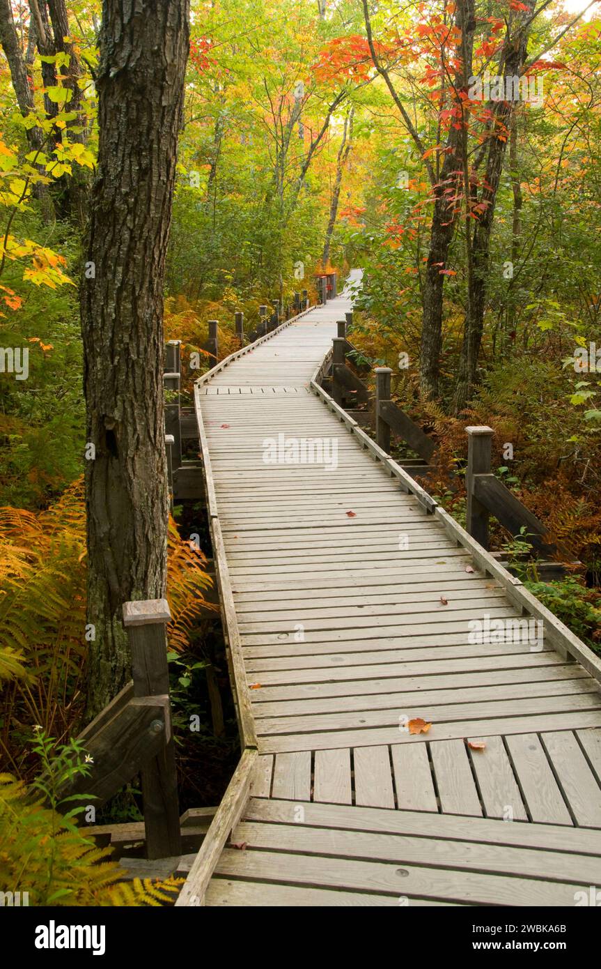Orono Bog Boardwalk, Bangor, Maine Foto Stock