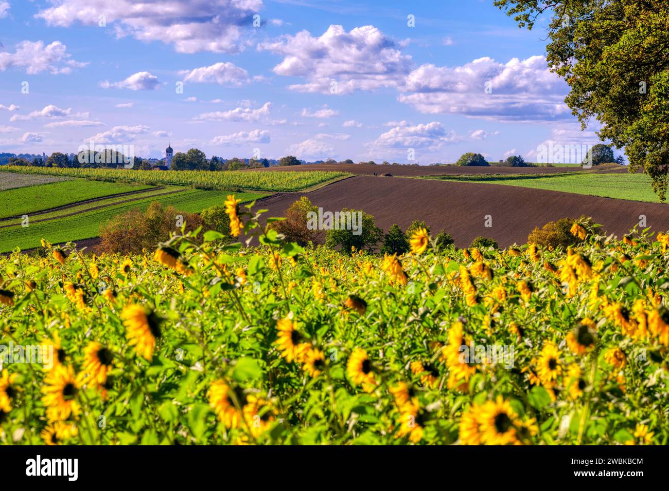 Entroterra di Dachau vicino a Bergkirchen, distretto di Dachau, Baviera, Germania Foto Stock