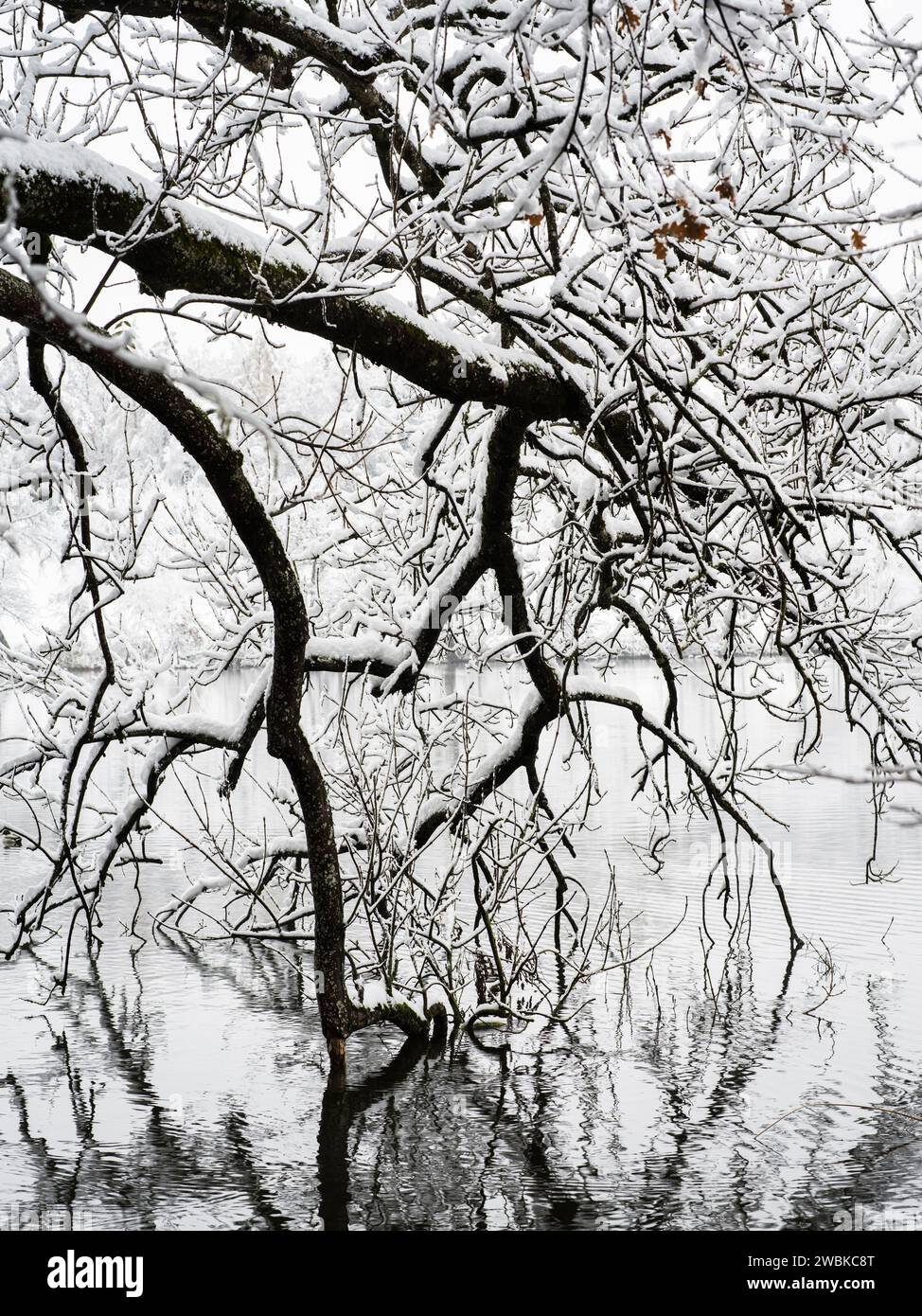 Paesaggio invernale con alberi, riflessi nell'acqua Foto Stock