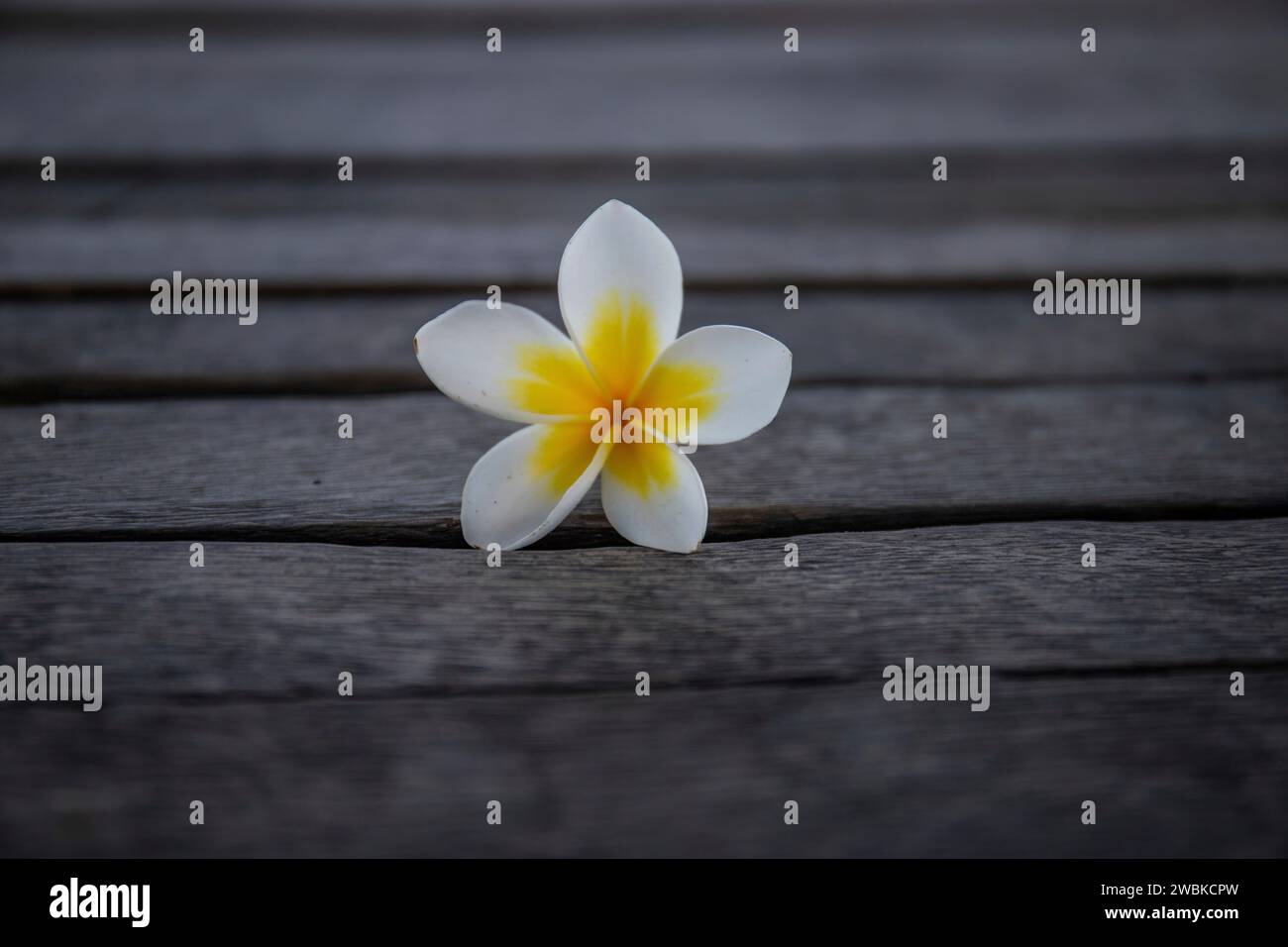 Plumeria, fiore di frangipani su legno, fioritura gialla - bianca in un ambiente tropicale a Bali Foto Stock