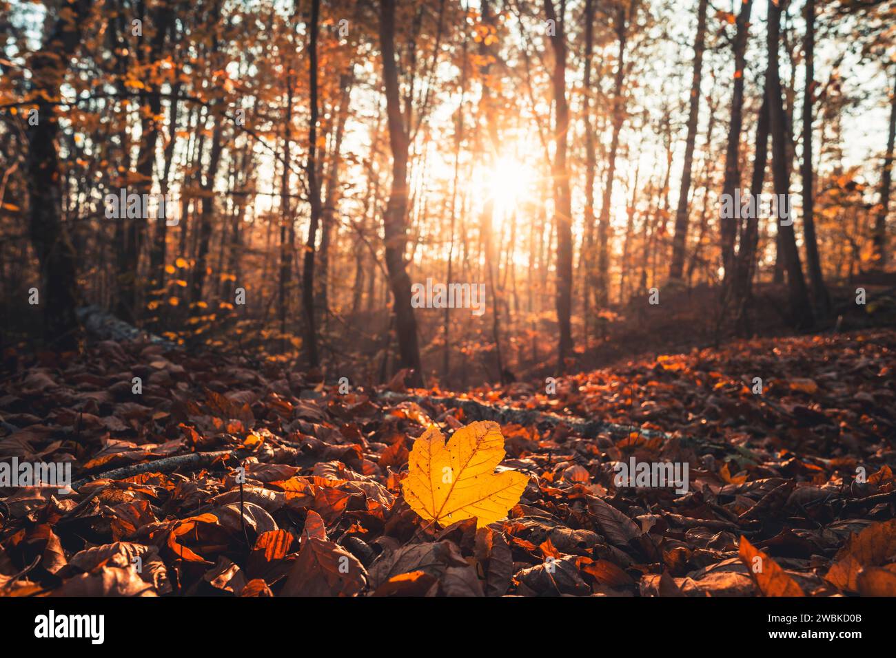 Fogliame autunnale nell'Habichtswald vicino a Kassel, prospettiva vicina al terreno, fogliame colorato sul fondo della foresta, una singola foglia di acero in primo piano, sfondo leggermente sfocato Foto Stock