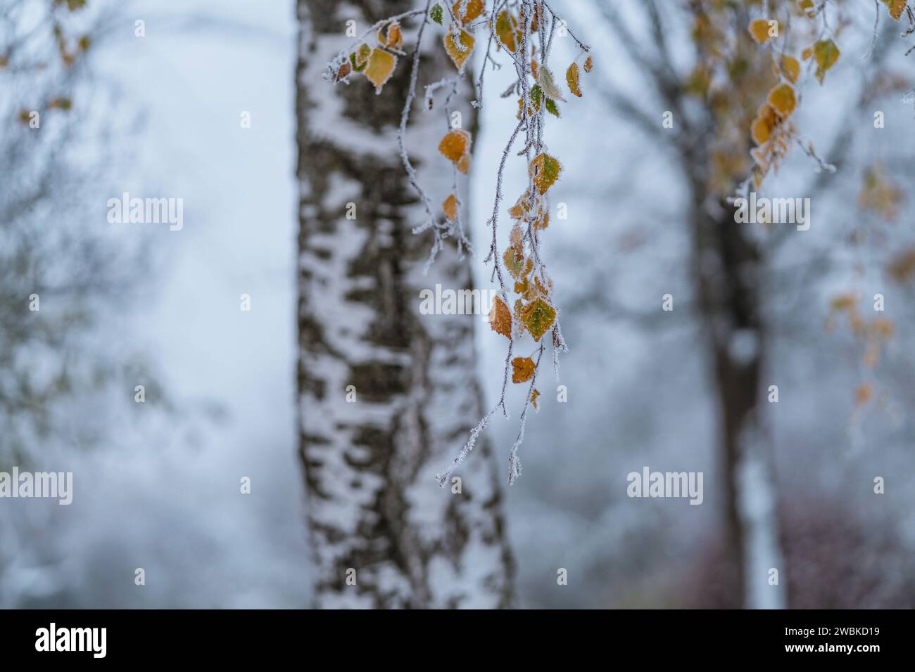 Foglie di betulla congelate nella prima brina, in un'atmosfera ardua, in uno sfondo sfocato Foto Stock