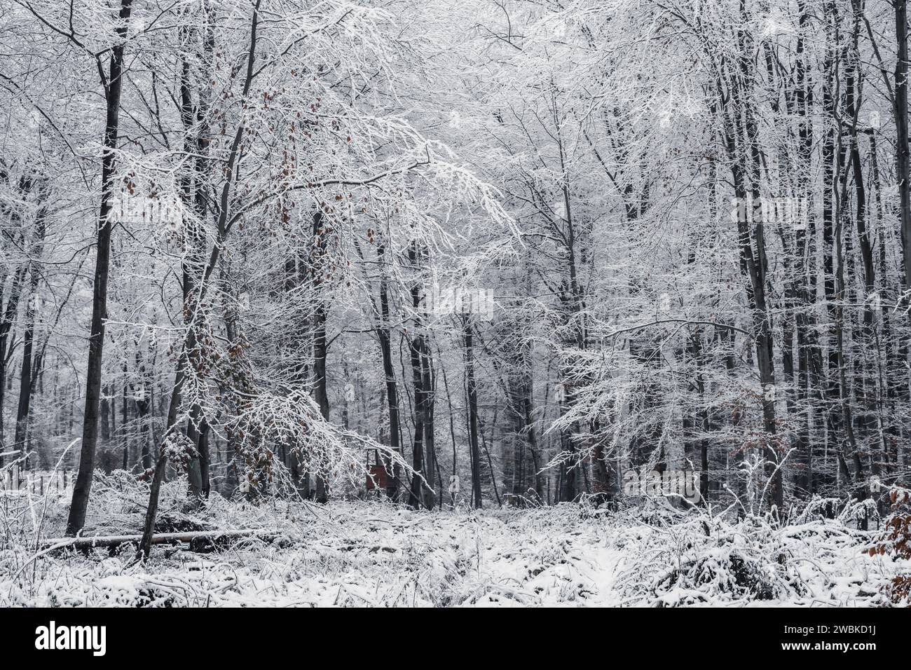 La prima neve nella foresta, stretti alberi e rami ricoperti di neve, paesaggio vario, colori freschi Foto Stock