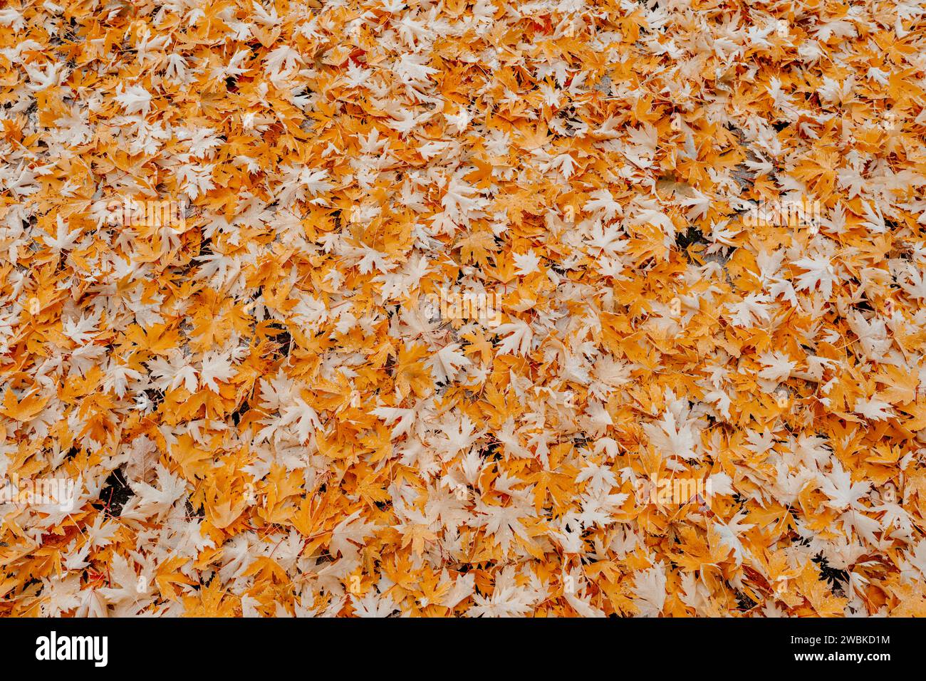 Foglie d'arancia a terra, vista a volo d'uccello, umore autunnale Foto Stock