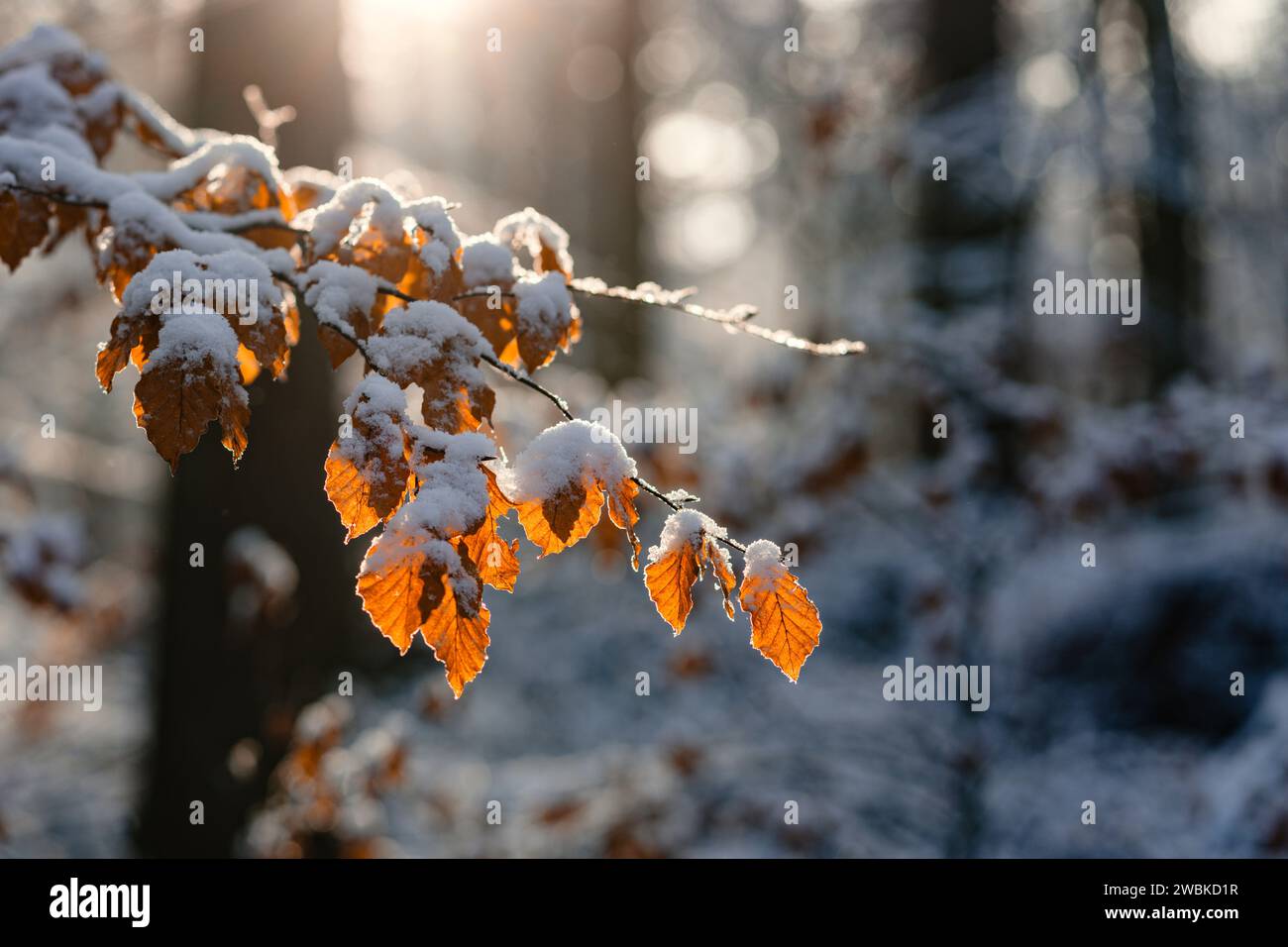 Il sole splende sul ramo innevato di un faggio con foglie di colore arancio nella foresta invernale Foto Stock