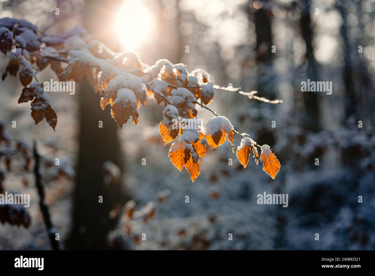 Il sole splende sul ramo innevato di un faggio con foglie di colore arancio nella foresta invernale Foto Stock