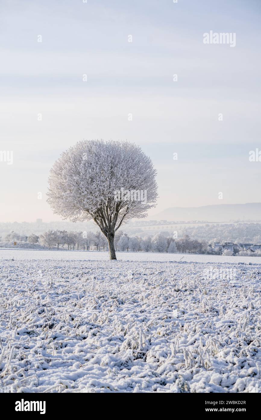 Albero ghiacciato in un campo in una mattinata invernale innevata, con la città di Kassel sullo sfondo Foto Stock