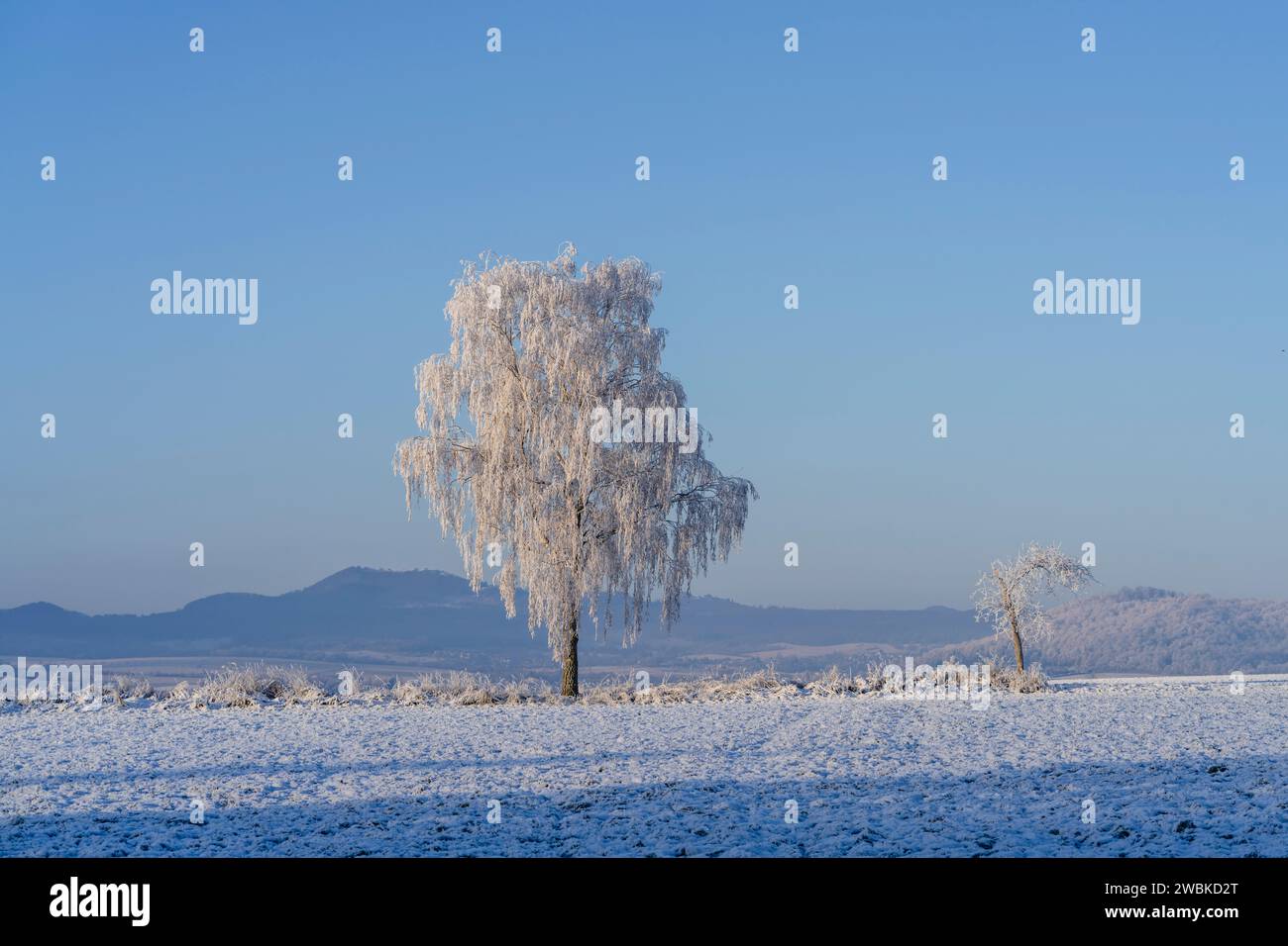Betulla ghiacciata in una mattinata invernale innevata in un campo vicino a Kassel, con il Dörnberg sullo sfondo Foto Stock