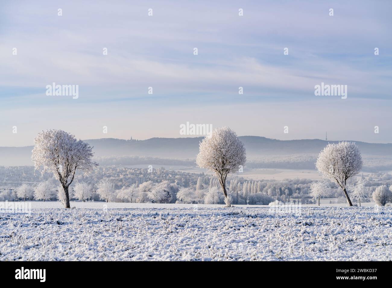 Alberi ghiacciati in un campo in una mattinata invernale innevata, con la città di Kassel sullo sfondo Foto Stock